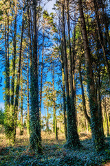 Fototapeta premium Vista da Serra de Sintra em Portugal