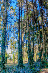 Fototapeta premium Vista da Serra de Sintra em Portugal