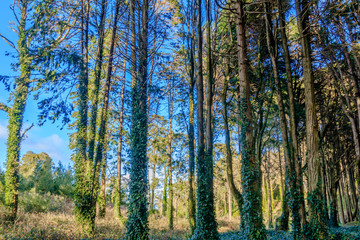 Vista da Serra de Sintra em Portugal