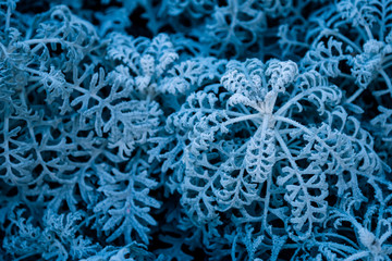 background, texture, leaves of frost on the leaves. ornament of blue branches.