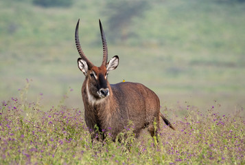 Waterbuck in field