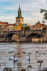 PRAGUE, CZECH REPUBLIC - AUGUST 27, 2015: Crowd of tourists walk on medieval stone Charles Bridge on Vltava River, Prague, Czech Republic in calm summer evening with blurred swan birds in foreground