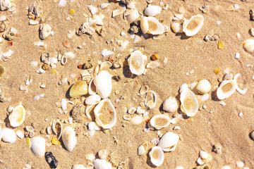 surface of the sea coast of a variety of shells, texture background