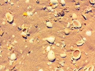 surface of the sea coast of a variety of shells, texture background