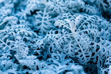 background, texture, leaves of frost on the leaves. ornament of blue branches.