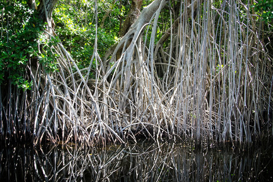 Black River Jamaica