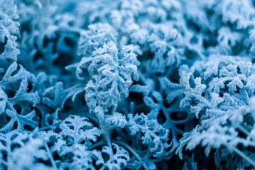 background, texture, leaves of frost on the leaves. ornament of blue branches.