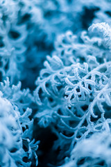 background, texture, leaves of frost on the leaves. ornament of blue branches.