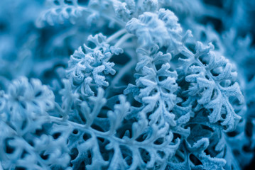 background, texture, leaves of frost on the leaves. ornament of blue branches.