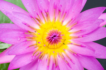 Obraz premium flower
