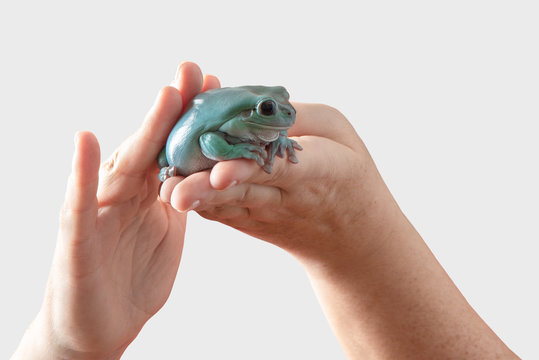 Green Tree Frog, White'S Tree Frog, Or Dumpy Tree Frog (Litoria Caerulea)  Climbing On A White Background Stock Photo | Adobe Stock