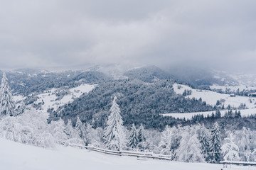 Fototapeta na wymiar Scenic winter landscape in mountains with pine tree forest covered with snow. Foggy day in Carpathian mountains