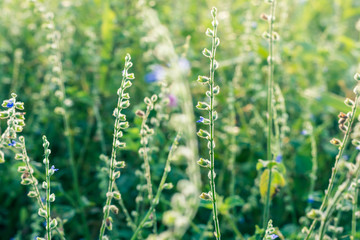 Nature background image with green and yellow hues