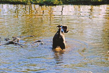 Cute black dog in pond water outdoors.  Shows canine in rural landscape.