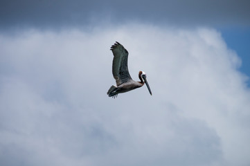 pelican