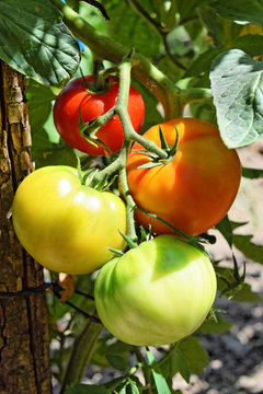 Homegrown tomatoes 