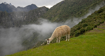 Llama grazing at Machu Picchu in Peru South America