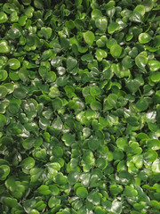 Fototapeta na wymiar background of artificial clover plant green leaves