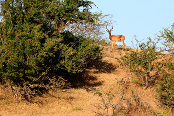 Impala watching from hill