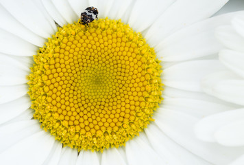 Beetle on daisy flower 