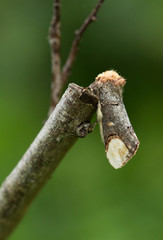 Butterfly wood like on wood 