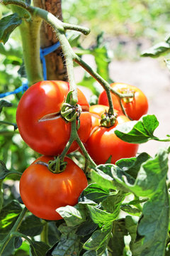 Homegrown tomatoes 