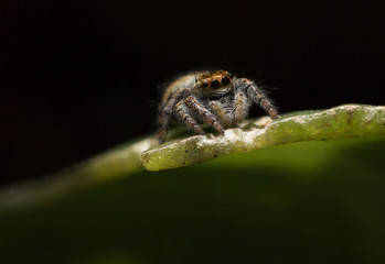 Carrhotus xanthogramma female jumping spider