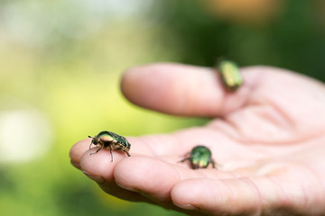 Green beetles on hand