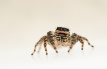 Jumping spider marpissa muscosa female
