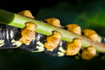 caterpillar