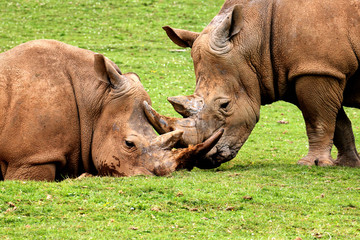 white rhinoceros at mud hole