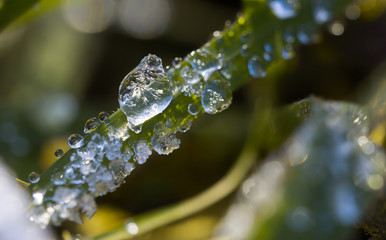 Ice crystal on grass