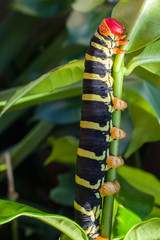 caterpillar