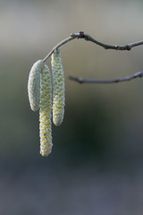Seeds top of the branch