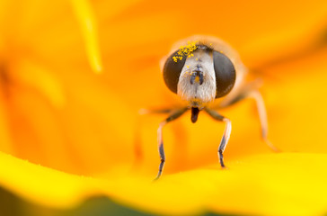 Hoverfly closeup pollen