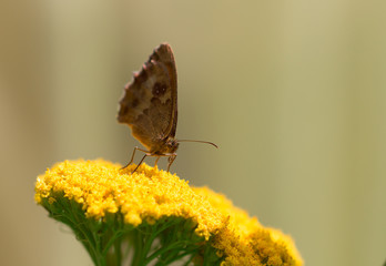 Brown butterfly on yellow flower
