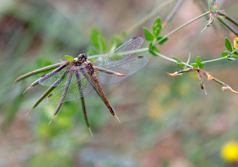 Dragonfly 