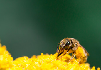Bee on yellow flower closeup