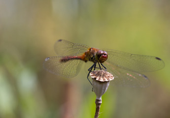 Dragonfly closup