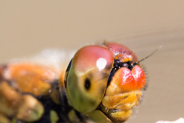 Dragonfly zoom closeup