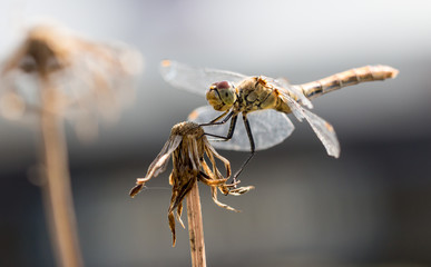 Dragonfly closeup