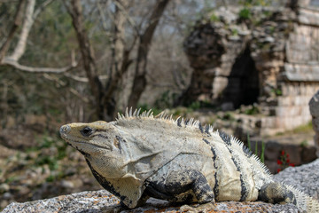 Iguana located in the ancient Mayan city of Uxmal, in the Yucatan peninsula of Mexico.