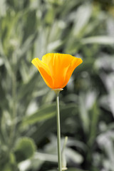 Orange flower