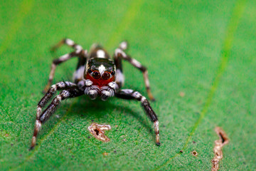 Image of Jumping spiders(Plexippus paykulli.,male) on green leaves. Insect. Animal