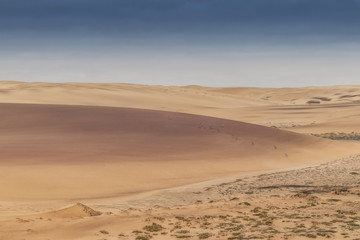 Group of springbocks running on the dunes of the Namibe Desert. Africa. Angola.