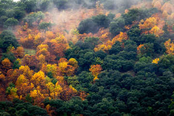 Green and golden trees of wild forest with flowing cloud of haze above