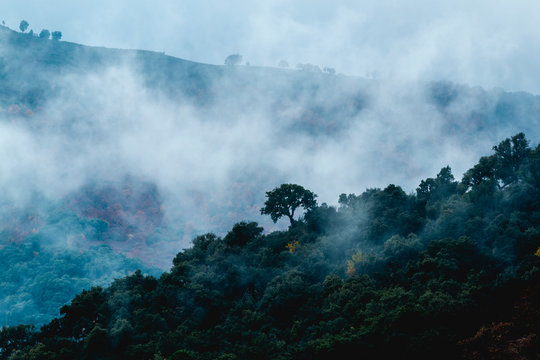 Green and golden trees of wild forest with flowing cloud of haze above © aitormmfoto
