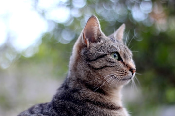 Portrait of brown tabby cat sitting in the garden. Selective focus.