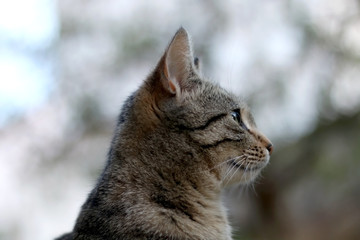 Portrait of brown tabby cat sitting in the garden. Selective focus.