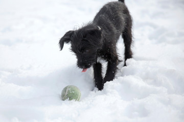 Miniature Schunauzer puppy playing with a tennis ball in the snow